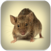 Звуки мыши и крысы