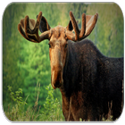 Moose Sounds icon