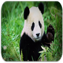 Panda Sounds APK