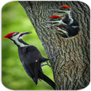 Sons d'oiseaux pivert APK