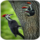 Woodpecker Bird Sounds ikona