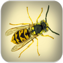 Wasp klinkt-APK