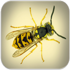 Wasp sounds icon