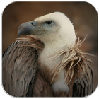 Vulture Sounds icon