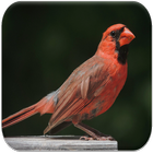 Cardinal bird sounds آئیکن