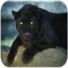 Black panther sounds আইকন