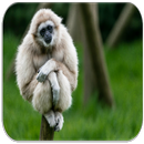 Gibbon Aap klinkt-APK