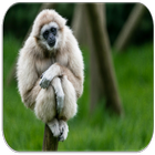 Gibbon Aap klinkt-icoon