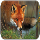 Fox Sounds APK