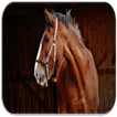 Horse sounds