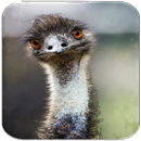 Struisvogel en Emu geluiden-APK