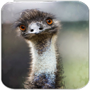 Ostrich and Emu sounds APK