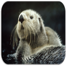 Sons Loutre de mer APK