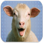 Sheep Sounds আইকন