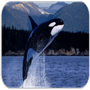 Sons de Baleine Orca APK
