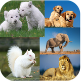 Animal Backgrounds آئیکن