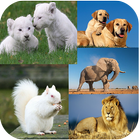 آیکون‌ Animal Backgrounds