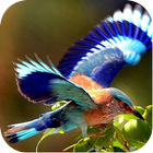 All Birds Wallpapers آئیکن