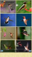 All Birds Wallpapers capture d'écran 1