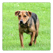 Defiant Dog