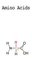 Amino Acids پوسٹر