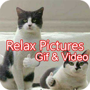 Funny GIF, Video and Picture APK
