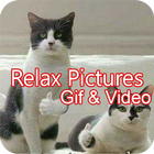 Funny GIF, Video and Picture icône