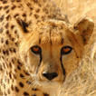 Lwp Cheetah