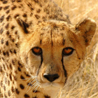 cheetah wallpapers আইকন