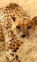 Lwp Cheetah bài đăng