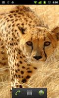 Lwp Cheetah ảnh chụp màn hình 1