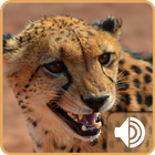 Cheetah Ringtones icône
