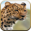 Cheetah Sounds for Kids