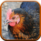 Chicken Sounds for Kids ikona