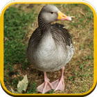 Duck Sounds for Kids 圖標