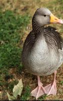 Duck Sounds for Kids 海報