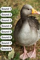 Duck Sounds for Kids 截圖 1