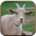 Goat Sounds for Kids icon