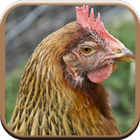 Hen Sounds for Kids icon