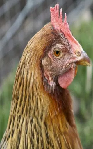 Hen Sounds for Kids APK for Android Download Hen Sounds for Kids APK for Android Download