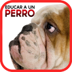 Cómo Educar a un Perro