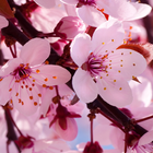 cherry blossom live wallapper آئیکن