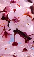 cherry blossom live wallapper پوسٹر
