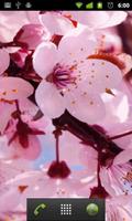 cherry blossom live wallapper اسکرین شاٹ 1