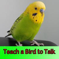 Enseñe a Bird to Talk Poster