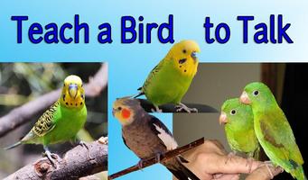 Teach a Bird to Talk 스크린샷 1