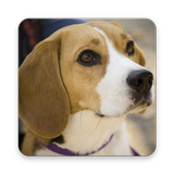 Dog Breeds - Dog Images, Video icono