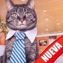 Fondos Gatitos APK
