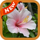 Chinese Rose Wallpaper APK