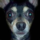 Escuadron Canino APK